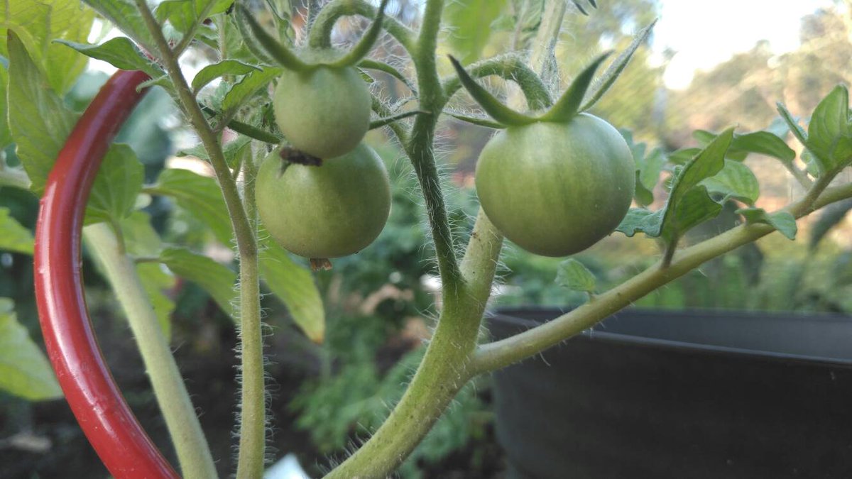 Drewhasagarden's tweet photo. New tomatoes comming out for the the new year! #drewhasagarden #igrewthem #mybackyard #orlando #produce #veggies #tomatoes https://t.co/z2rYzcBilR