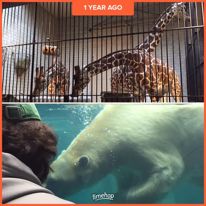 DenmanDogs's tweet photo. A year ago they went to the zoo without us, saw really tall dogs and everyone favorite giant swimming dog 🐻🦁🐒🐊🦍🐼🦅🐯🐢 https://t.co/nhHnjkevrp