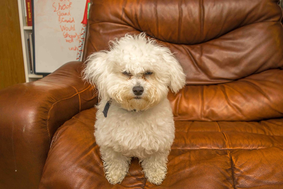 Inspire_Edit's tweet photo. I am looking to collaborate on a recipe for my blog. I'll be making bacon Dog Treats and would love to work with a super market or dog company? #PRrequired #prrequest https://t.co/RF3MfX49ST