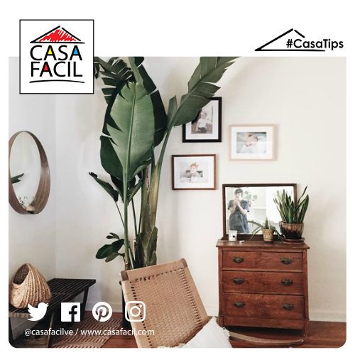 CasaFacilVE's tweet photo. Suma toques de naturaleza a tus espacios #CasaTips https://t.co/A35bKJlVyn