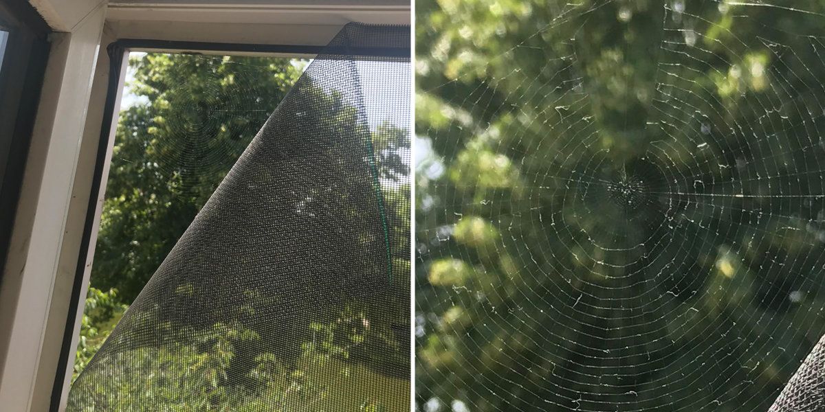 NWPetFair's tweet photo. Very Nice Spider Patches Up Guy's Broken Screen
https://t.co/Dl7fVol0BR https://t.co/5H2Mopvme8