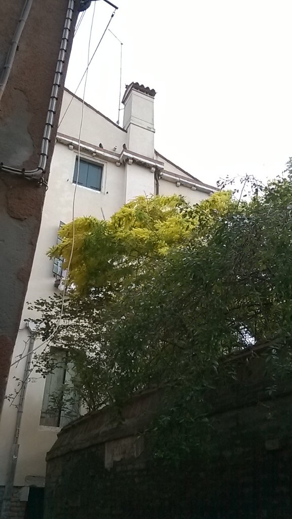 littlelookalike's tweet photo. Mimose tree in Venice hidden garden. https://t.co/aaCuKh7OUC