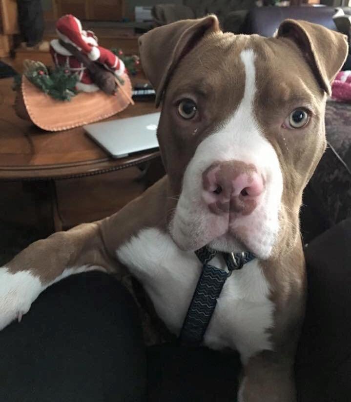 DrewRaymond23's tweet photo. What should we name my new puppy? 

Debo
Keanu
Beasley
Julio
Turbo
Takk

@AtlantaFalcons
@TheFalcoholic @debo @Keanu_Neal @VicBeasley3 @juliojones_11 @TGdadon1 @Takk https://t.co/lCxSiCrjsJ