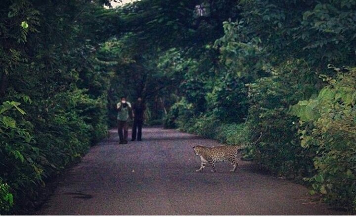 Save Aarey (@saveaarey) on Twitter photo Few people take pictures as #Leopard crosses road in #Aarey. One more proof of Aarey is a Forest land. #SaveAarey #SaveMumbai Pic by <a href="/RajeshSanap16/">Rajesh Sanap</a> Few people take pictures as #Leopard crosses road in #Aarey. One more proof of Aarey is a Forest land. #SaveAarey #SaveMumbai Pic by <a href="/RajeshSanap16/">Rajesh Sanap</a>