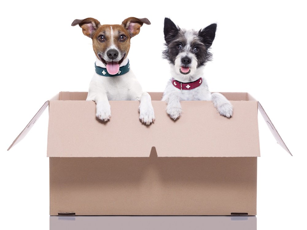 packers_moovers's tweet image. Pet Moving Tips &amp;amp; Service for you, when you are relocating within or across Melbourne region.

Read More: packersmoovers.com.au/how-to-move-wi…

#PetMovingTips