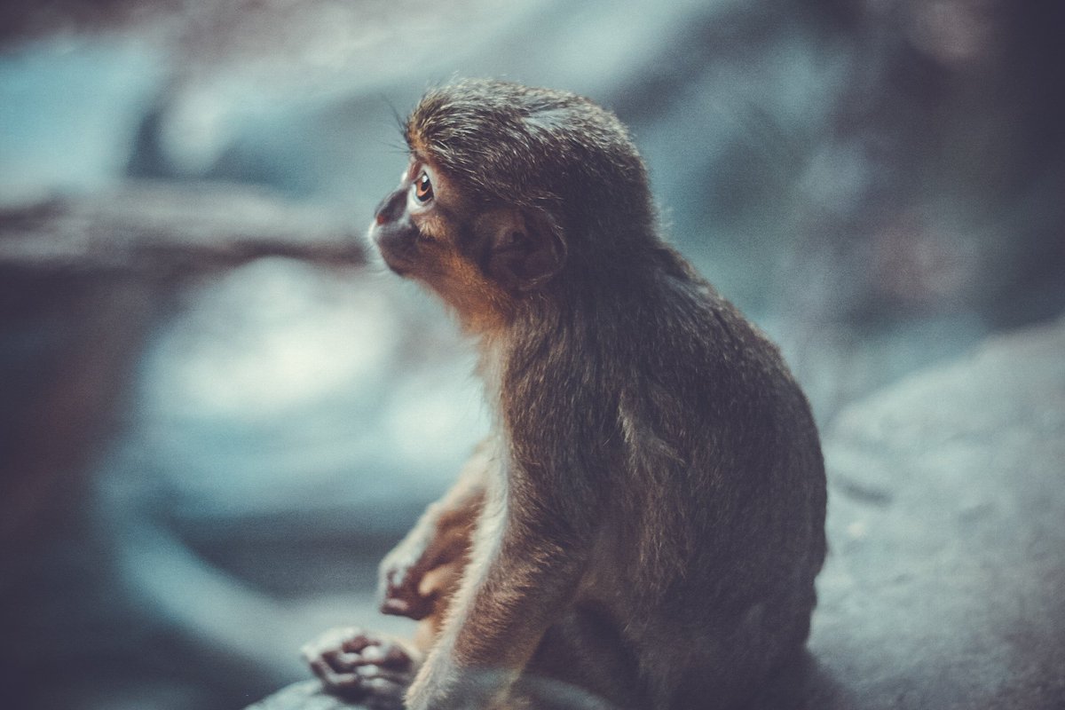 181streetcomms's tweet photo. Was your #CoconutOil picked by monkeys? Shocked and saddened to know this is a thing:
https://t.co/LeWz7q2vrU #animalcruelty https://t.co/u33IlABexk