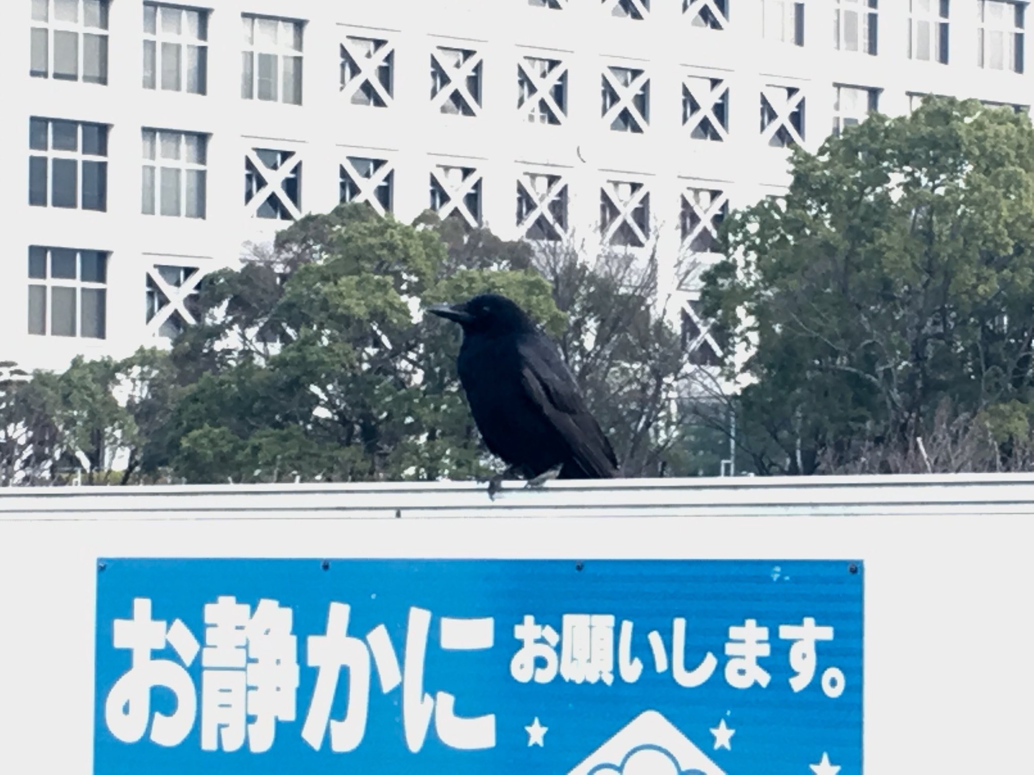 カラカラカラス コンビニに立ち寄ったところ 駐車場のフェンスにちょこんと 止まっているカラスさん発見 看板を読むよう促している ようにも見えます 8 これ ちゃんと見てるカァー はいはい ちゃんと見てますよ カラス T