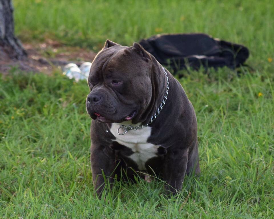 Venomline's tweet photo. 👑 KING TYSON II 👑 https://t.co/ravzWuzEpx
#Bullyking #Bullykingmagazine #americanbully #americanbullies #pitbull #pitbulls #americanbullypuppies #puppy #puppies #breeder #americanbullybreeder #americanbullybreeders #RazorsEdge #Gottiline #Gottyline #Remyline #Dax https://t.co/OfavWDT2dg