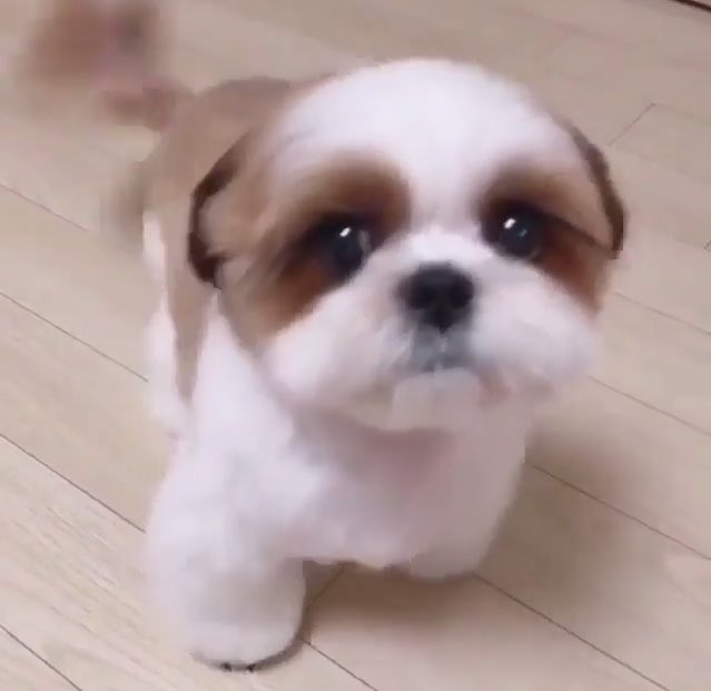 tommy_Merlyn85's tweet image. NEW PUPPY!!! #doggy