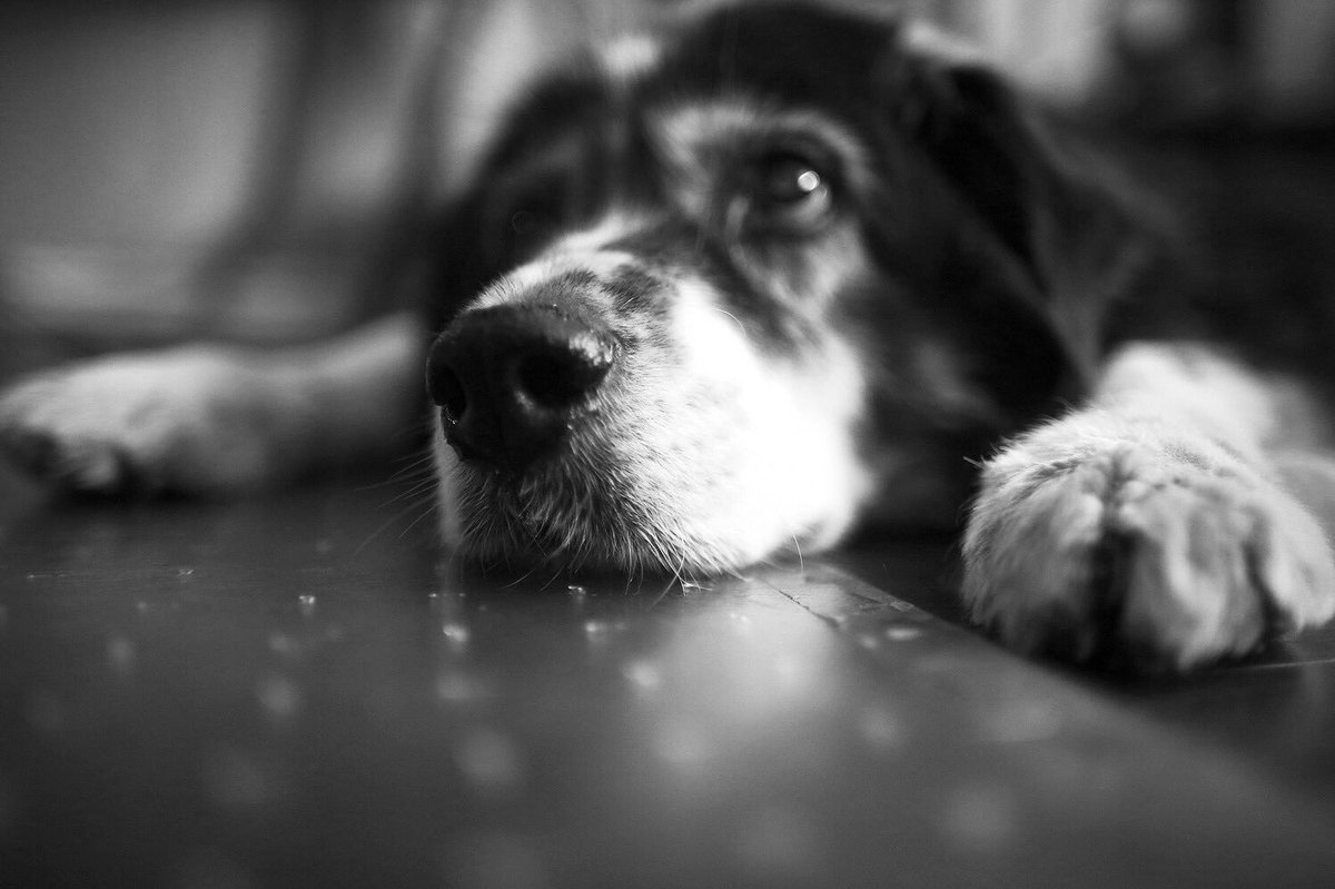 sweetjaxaussie's tweet photo. #doggiethoughts #iwishiknew #senioraussie #aussierescue #cutesie #pup #australianshepherd https://t.co/yzzfT6hWMH