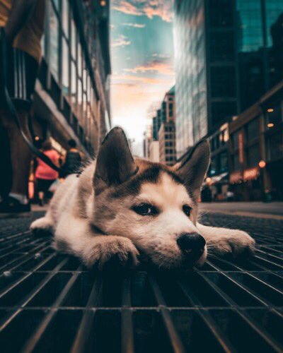 allnaturee's tweet photo. lonely little guy alone in the big 🍎 https://t.co/Xs0VJ6IcqV