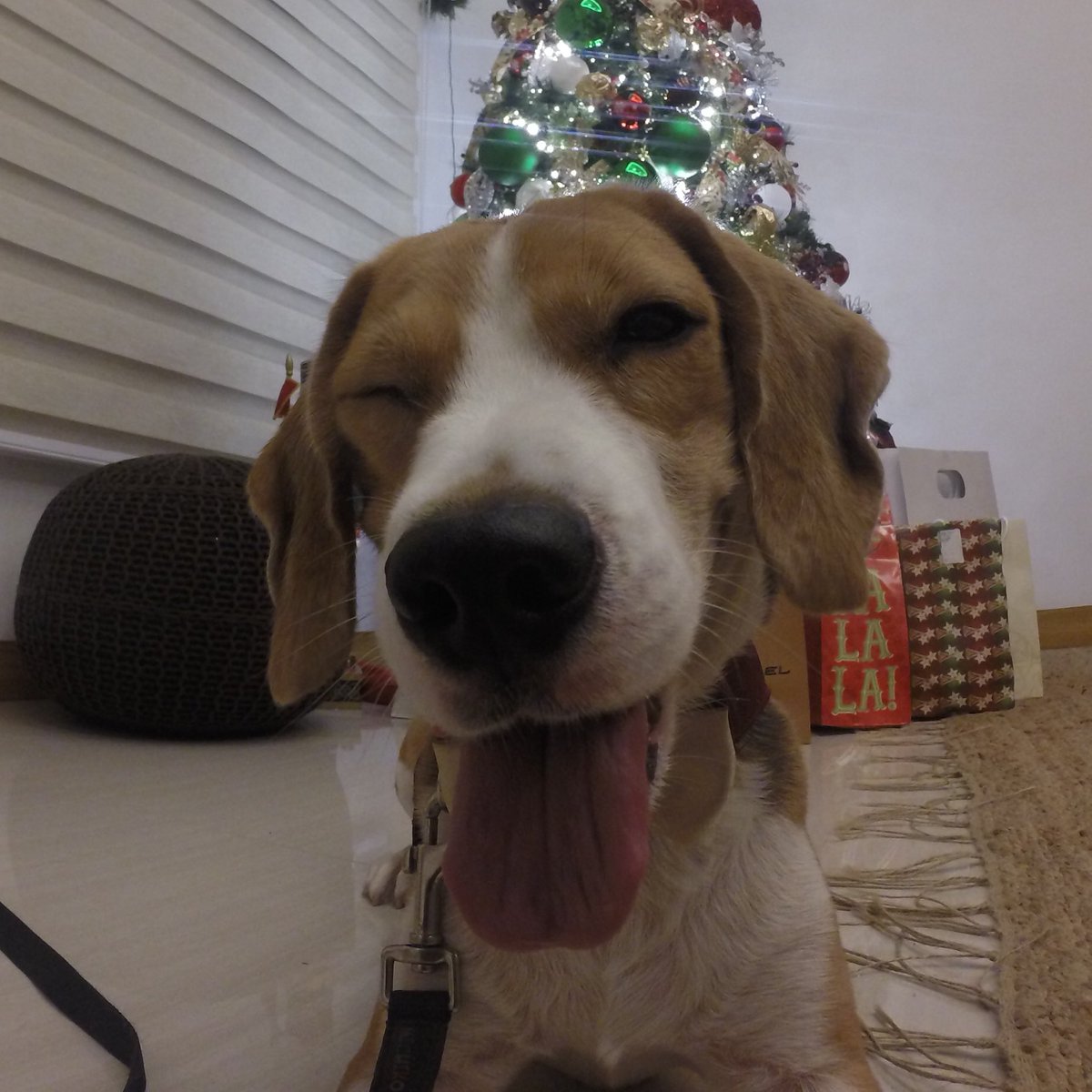 paulinethequeen's tweet photo. NEVER EVER believe a beagle that looks like he hasn’t been fed. ALWAYS ask yaya before giving a full serving of a meal. #twolunches #luckydoggo #blesseddoggo https://t.co/WQQ0XP7y0V