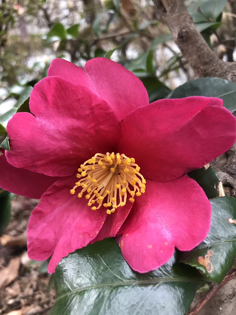 HelloRaruku's tweet photo. ハロー♡

冬の街に彩りを添える
街路樹たち
さりげなく
蕾をつけて
次々に咲く
山茶花❁❀✿✾
何度見ても
美しいflower🌺
あなたにも見せたい～.*･ﾟ　.ﾟ･*.
#山茶花
#flower 
#あなたに https://t.co/Ri2vj6kWSp