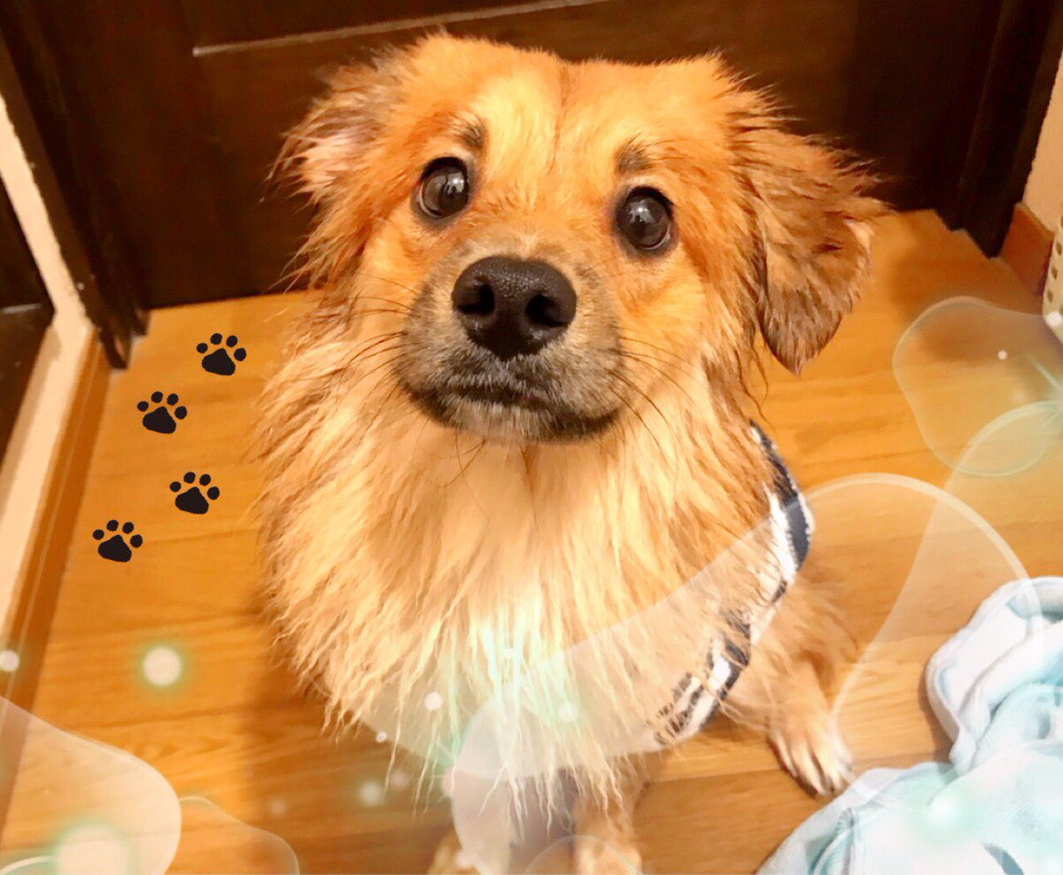 だん きずい Ff外からすみません 殺す目的で犬を引き取る 里親詐欺の注意を何卒よろしくお願い致します お取引の際は 下記urlのメルカリの里親譲渡契約書をご利用下さい 良いご縁があることを祈っております T Co Nhphzkm0ky だん きずい Ff外からすみません 殺す目的で犬を引き取る 里親詐欺の注意を何卒よろしくお願い致します お取引の際は 下記urlのメルカリの里親譲渡契約書をご利用下さい 良いご縁があることを祈っております T Co Nhphzkm0ky