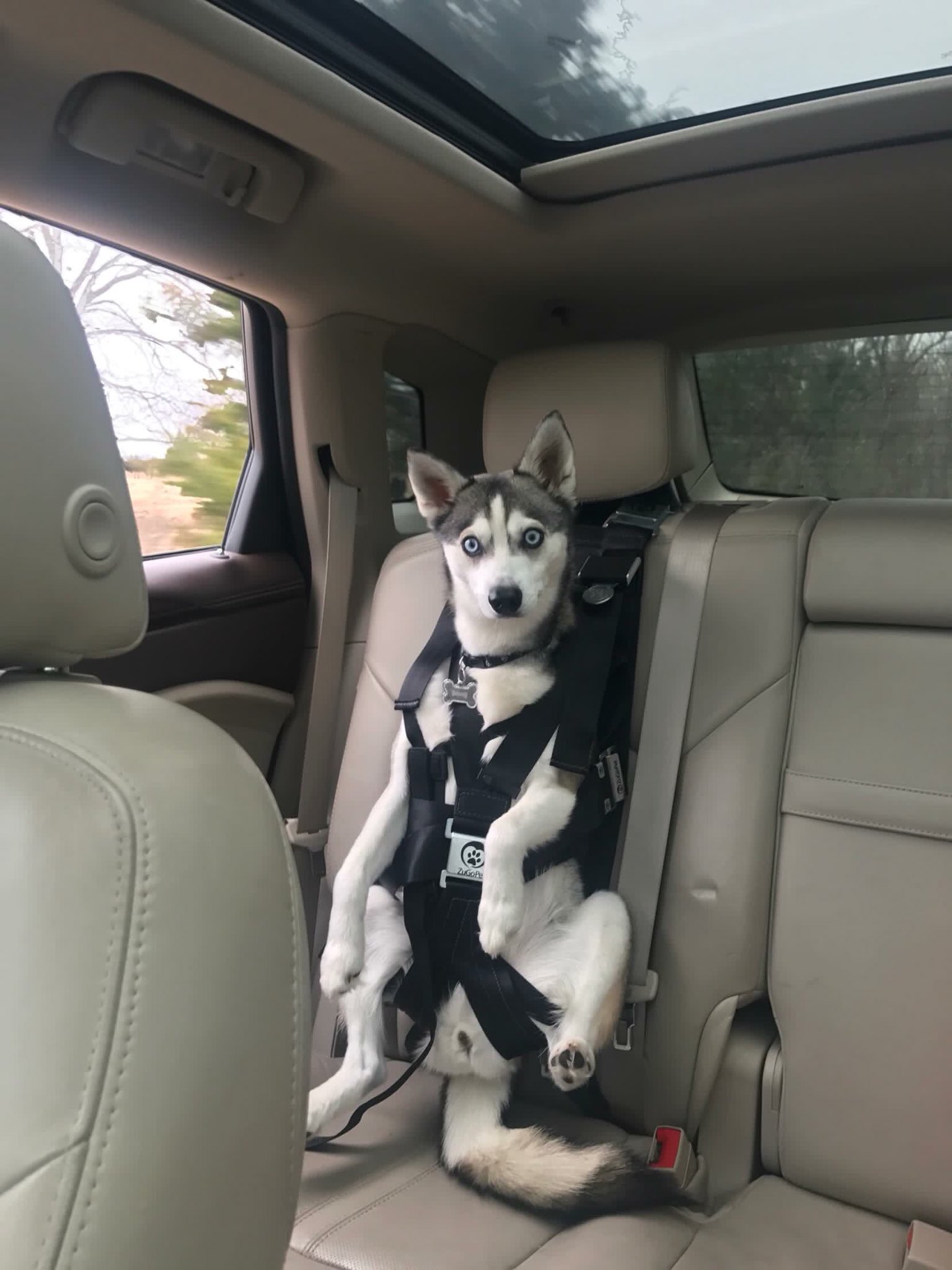 Dog seatbelt shark tank online