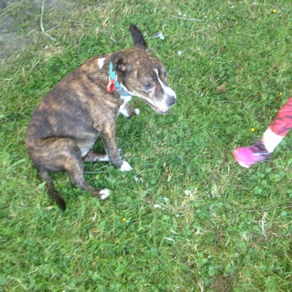 petsonthenet's tweet photo. LOST this morning in Glenfield, near Manuka Primary School. Elderly, very sick and thin brindle and white Staffy/Bull Mastiff X lost early this morning. 
"may have crawled under a bush or tree to complete his journey." https://t.co/zVQZKbxLg8 https://t.co/ttplYsSK30