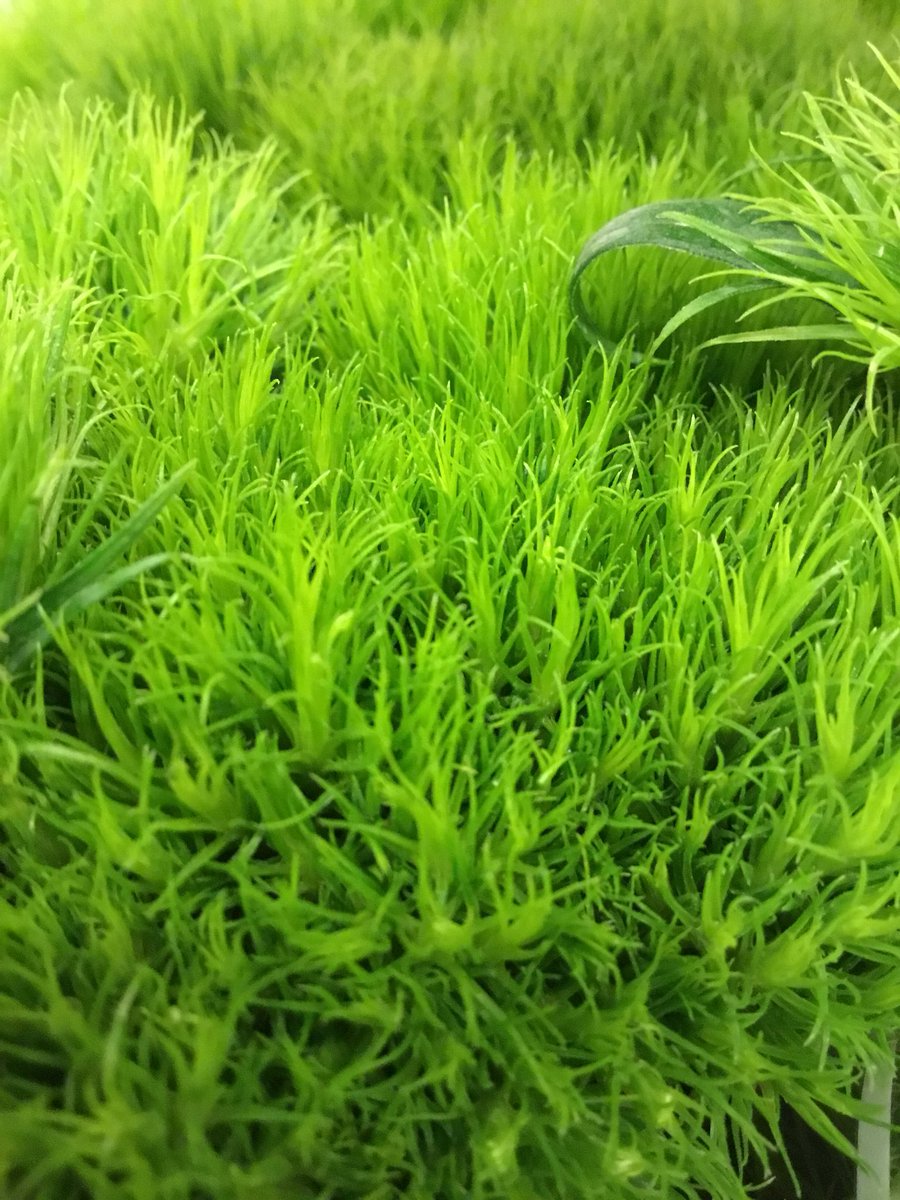 floris_sanremo's tweet photo. #aldogreen #florissanremo #agoragroup https://t.co/113GeUWx6k