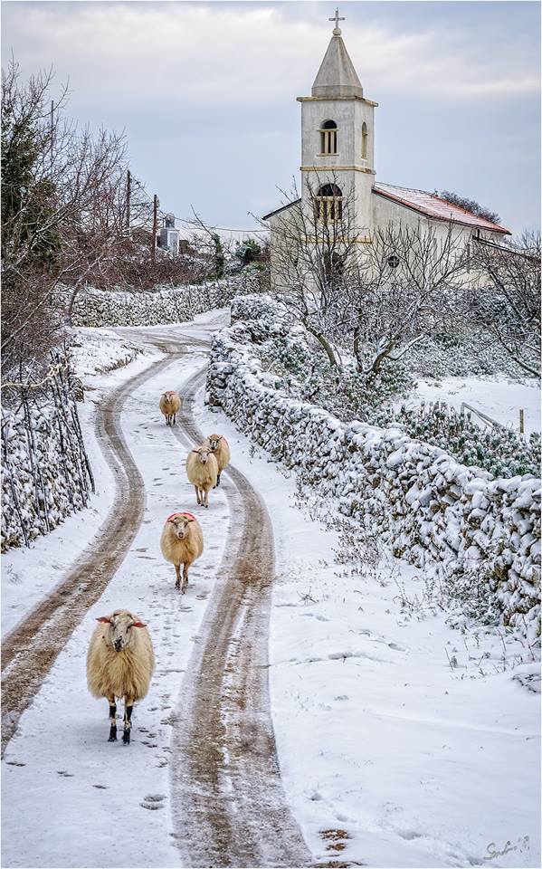 Croatia_hr's tweet photo. Feel the #Winter on the island of #Cres 😍  
📷 by Sandro Puncet ❄️
#Kvarner #CroatiaFullOfMagic https://t.co/amBSURwWzy