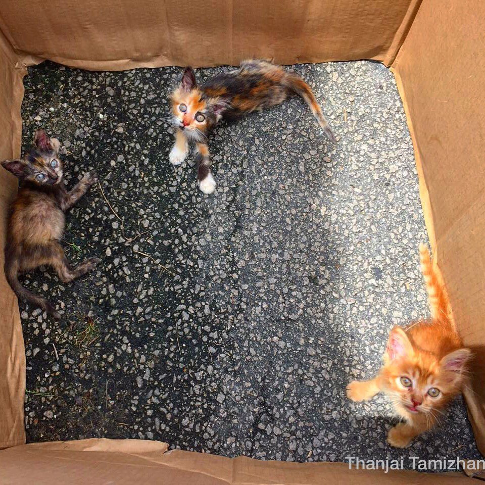 thanjaitamizha's tweet photo. Kitties inside the box. #thanjaitamizhansnap #tamizhanography #thanjaitamizhan #inbox #insidebox #kitty #cats #catsofinstagram #catlover #catania #cutepetclub #square #box #looksup #catpic #photooftheday #instagramcats https://t.co/jvXV3kcHDh
