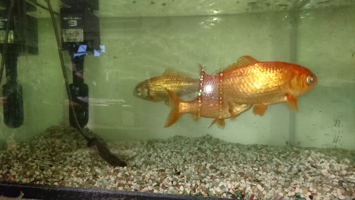 とっちゃん 今日は金魚水槽の大掃除もしましたよ この金魚は6年前の金魚すくいで我が家にきました 金魚の寿命 は10年 15年だそうなので あと10年は長生きしてもらいたいですね 金魚 金魚すくい
