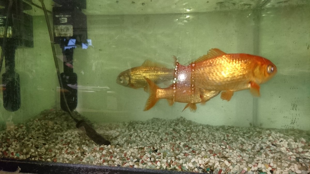 とっちゃん 今日は金魚水槽の大掃除もしましたよ この金魚は6年前の金魚すくいで我が家にきました 金魚の寿命 は10年 15年だそうなので あと10年は長生きしてもらいたいですね 金魚 金魚すくい とっちゃん 今日は金魚水槽の大掃除もしましたよ この金魚は6年前の金魚すくいで我が家にきました 金魚の寿命 は10年 15年だそうなので あと10年は長生きしてもらいたいですね 金魚 金魚すくい