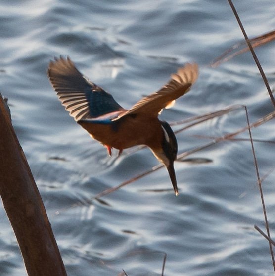 contactNikon's tweet photo. In we go. #nikonD500 #nikon70-200  #wildlife #nature #eastcoast #kingfisher #suffolk #eastanglia #rspb @NikonatGrays @suffolkmag https://t.co/0XdROP5ZMO