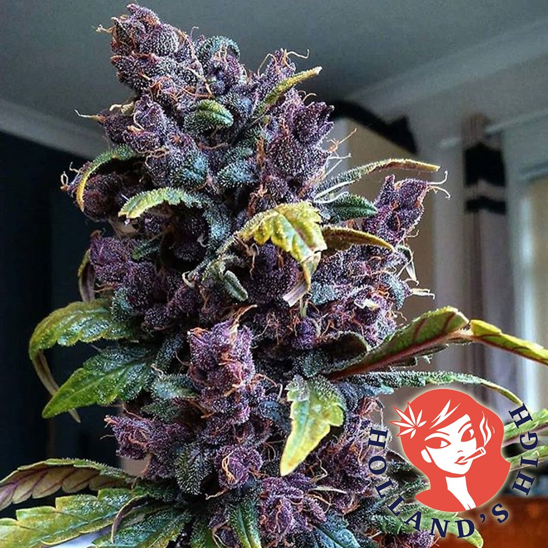 Hollands_High's tweet photo. ๐ทThis beautiful picture of ๐Auto Blackberry Kush๐
#dutchpassion #autoblackberrykush #blueweed #autoflower #autoflowering #autoflowercommunity #blueberrygenetics #indika #kush #stoner #stonernation #stonerlife #wakenbake #420seeds #420photography #cannabisstrains #mmj https://t.co/apiBuDJqhX