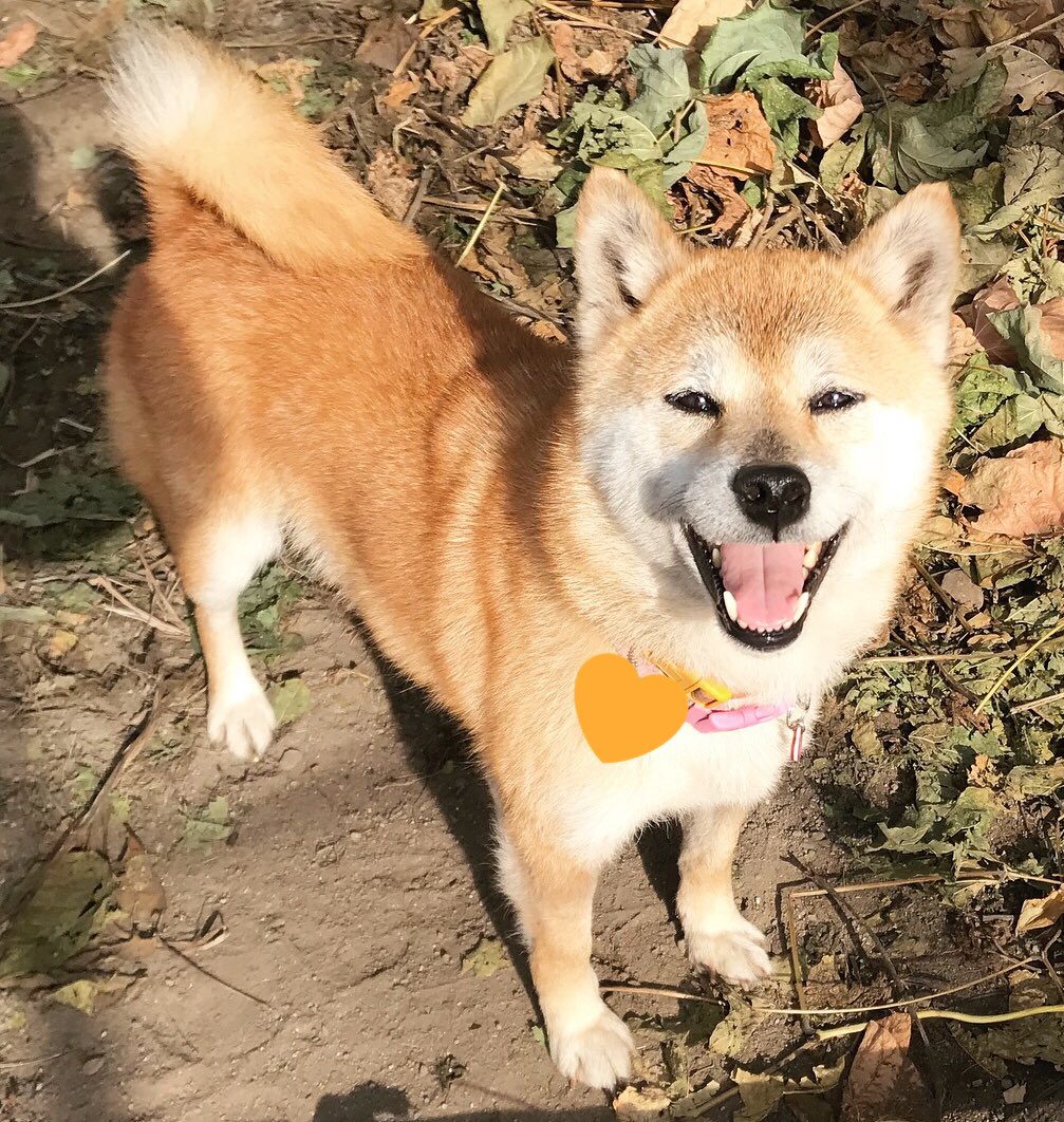 笑う犬 hashtag on Twitter 笑う犬 hashtag on Twitter
