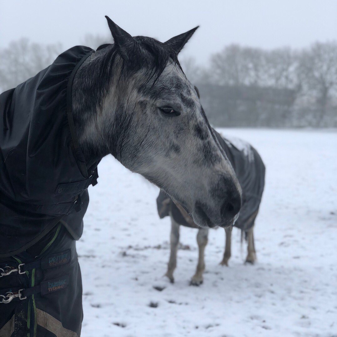 YorkshireEC's tweet photo. Fun in the snow at Yorkshire EC! We sure know how to make full use of Northern Crop Driers Megazorb bedding! #yeclife #liveryfamily #megazorb https://t.co/xdWdkKtTIE