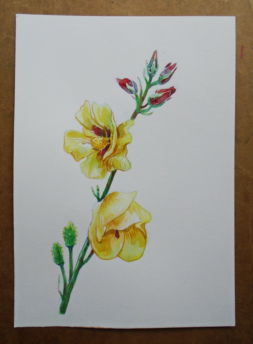 girishmalap's tweet photo. Botanicular Illustrations
 #ByeBye2017 #Throwback #BotanicularIllustrations #GreenLove #Handwork #GirishMalap https://t.co/54P7agjF4n