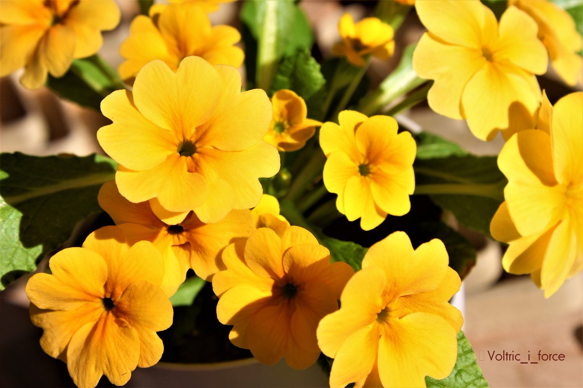 Vtifカスタマイズ 12月29日 今日の誕生花 プリムラ ジュリアン 一晩寝て 起きて 慌ただしい一日を終えてコッソリ Twitter 覗いて見ると やっぱりいいな 皆様が色んなツイートしてらっしゃる 元気を貰える 色に惹かれて購入 ウチのジュリアン