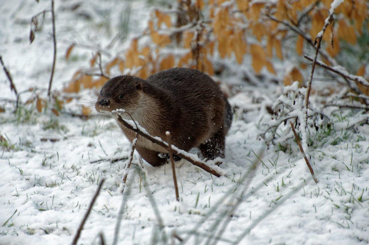 ScottishSPCA's tweet image. Wriggle the otter has been enjoying all the snow at our wildlife rescue centre today! #uksnow