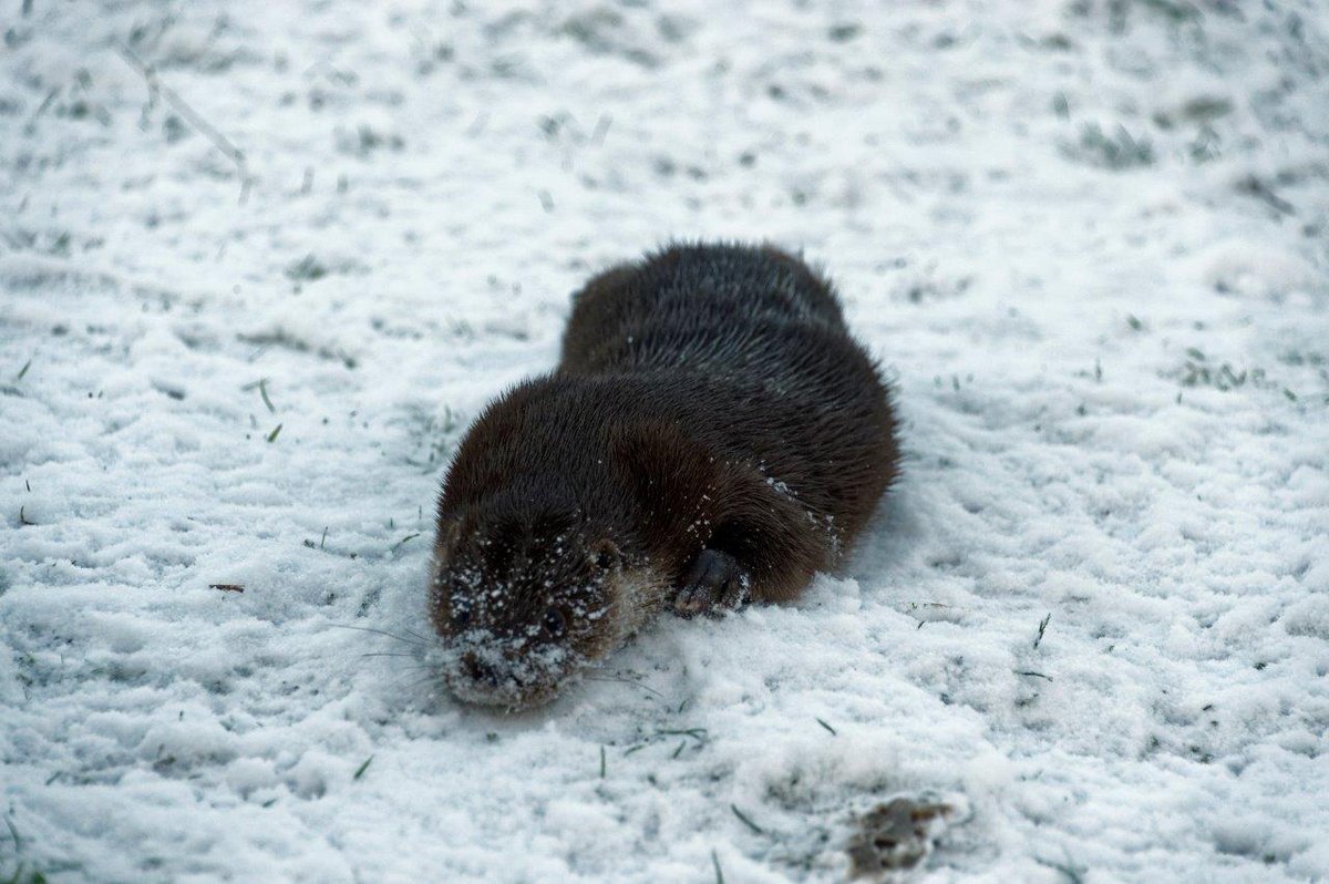 ScottishSPCA's tweet image. Wriggle the otter has been enjoying all the snow at our wildlife rescue centre today! #uksnow