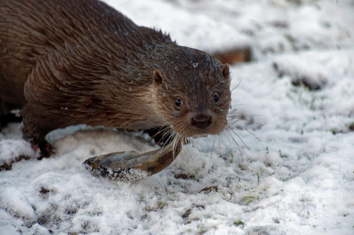 ScottishSPCA's tweet image. Wriggle the otter has been enjoying all the snow at our wildlife rescue centre today! #uksnow