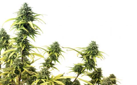 The Top CBD Cannabis Studies of 2017 | Leafly buff.ly/2ll2sTt