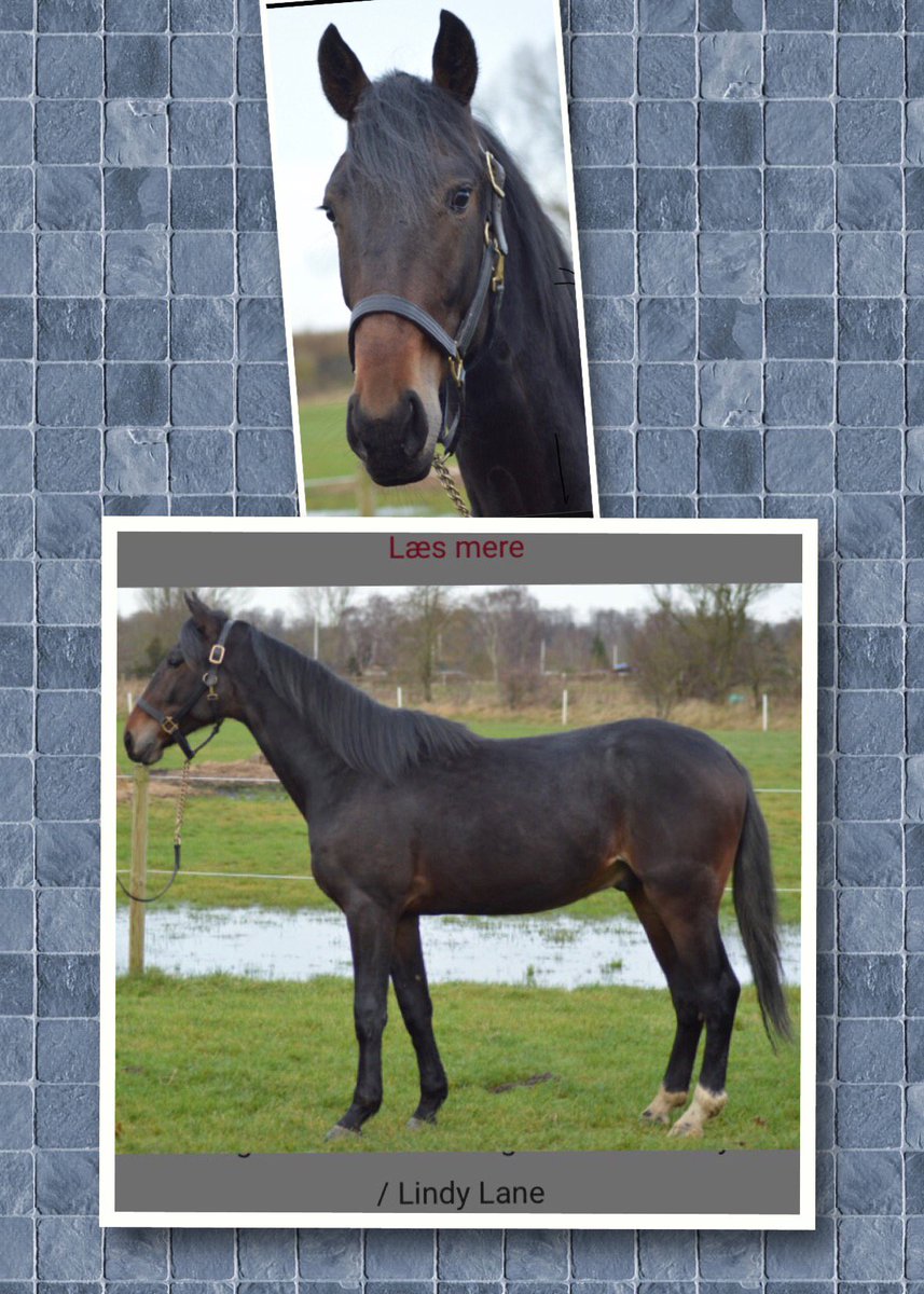 Rock Me , snart 2 år, ingen smågutt 🐴