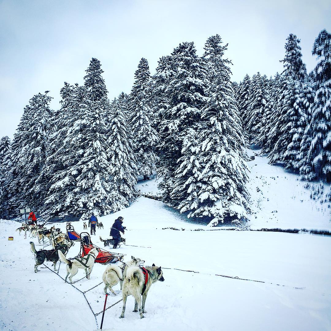 Après une balade le long des forêts de pins à Payolle, nos très chers compagnons ont bien mérité un peu de repos. 💪🐕 📸 @madtiger64 #DestinationPyrenees #hautespyrenees #neigeoccitanie #tourismeoccitanie #igerspyrenees #igershautespyrenees #pyrenees #pirineos #npy #chien #dog