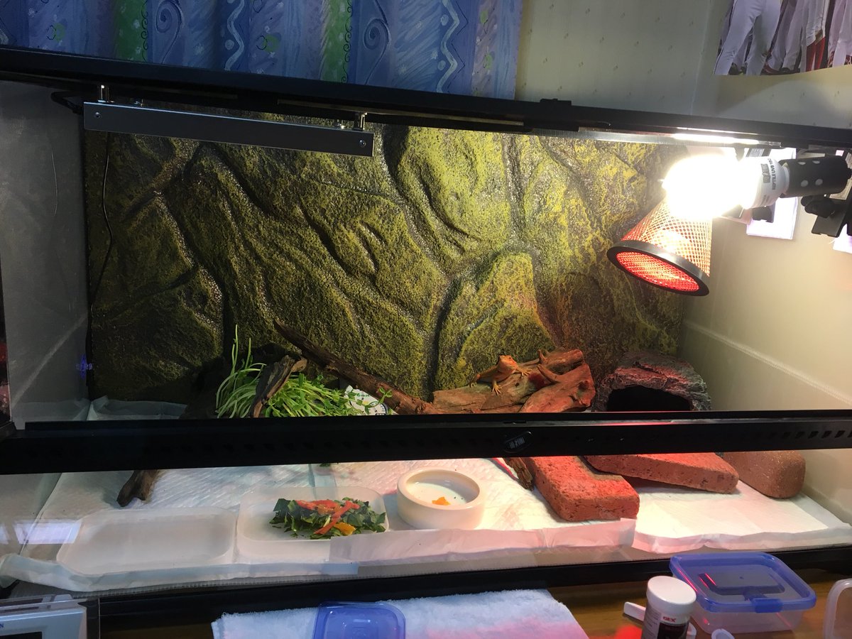 Yacht 画像では壁の左半分に張り付いているが 右奥の壁にもよく張り付いている その場合紫外線ライトと10センチくらいになるのが気になりヒートグローと位置を交換 ホットスポットの温度調節しないといけないがとりあえず様子見 フトアゴヒゲトカゲ