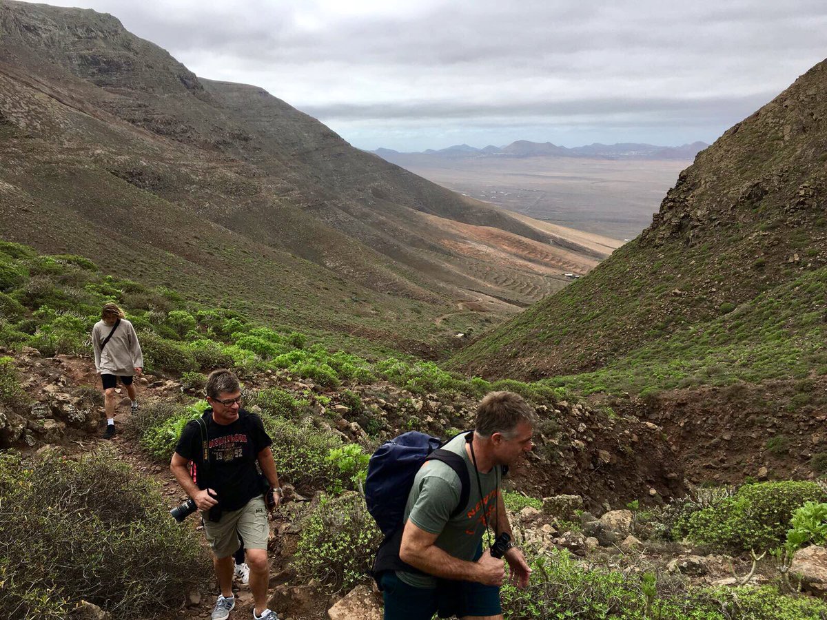 LanzaEcoInsider's tweet photo. Green Lanzarote for New Year 2018. It’s taken longer to happen this year but finally the landscapes are changing colour on our guided walks! https://t.co/7YFApCeX58