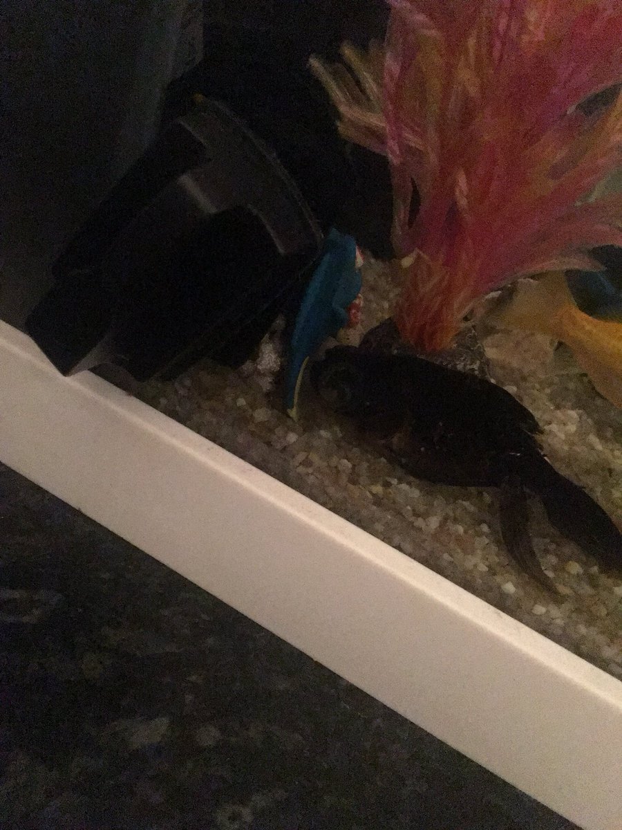 Callumclarke237's tweet photo. Is there anything I can do with my fish or is he destined for the toilet, his eye has glazed over and he’s discoloured and not moving @RSPCA_official #fish https://t.co/RUa0lT2aRK