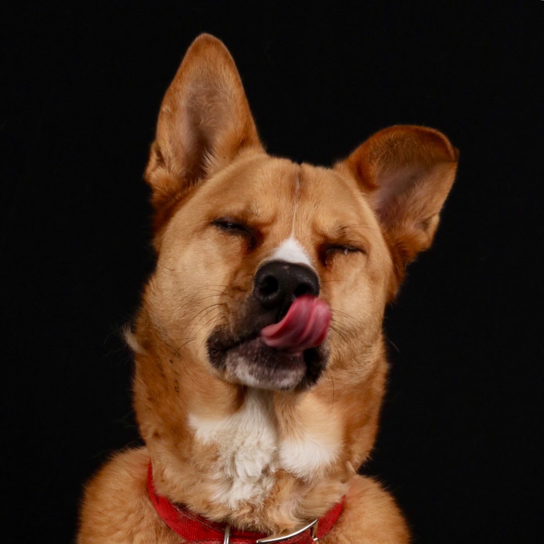 Slade2Rick's tweet image. Ruby Rube licking his chops after eating a Milk bone