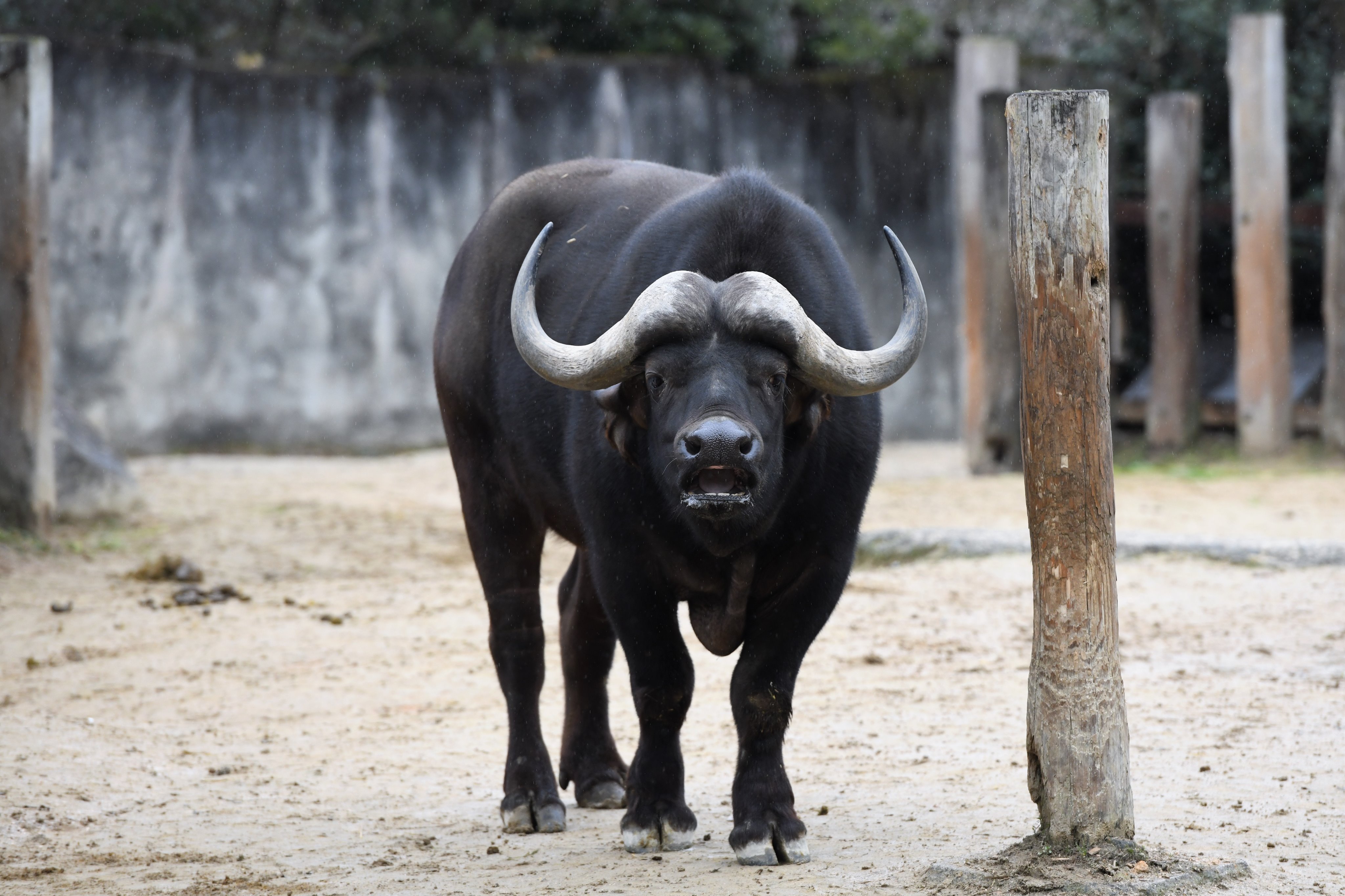 空白寺 V Twitter このウシかっこいい 安佐動物公園 アフリカスイギュウ T Co Ksj4hpdany Twitter