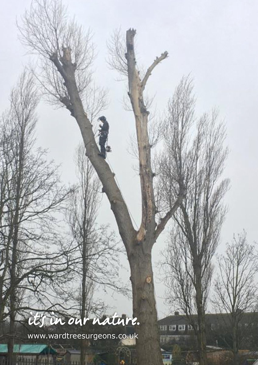 WardTreeSurgeon's tweet image. Make sure you’re getting your trees checked during the colder months – this may be the only time when certain diseases are easily detected, and will minimise risk of these spreading. 

For a full analysis of your garden and trees, please call us today on: 01934 822 722