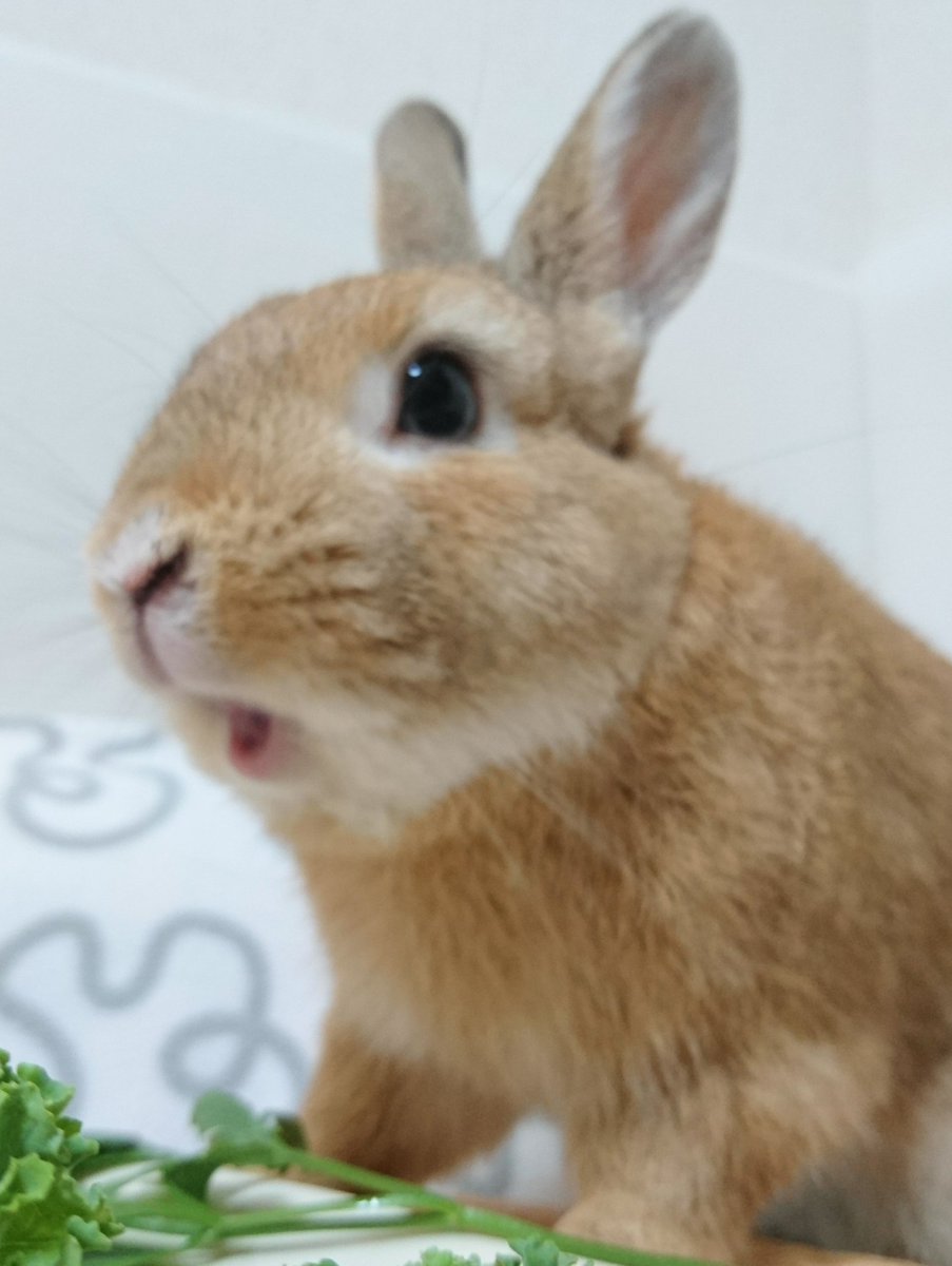 あらびき団 17年12月30日 土 ツイ速まとめ あらびき団 17年12月30日 土 ツイ速まとめ