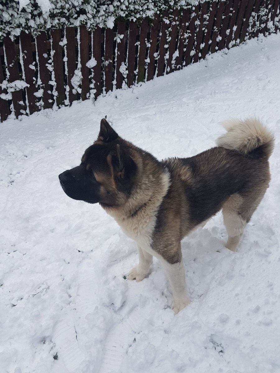RhysMccole's tweet photo. Kong loving the snow 🎄❄☃ #FridayFeeling #Fridayof2017 https://t.co/ONrN0t5kqS