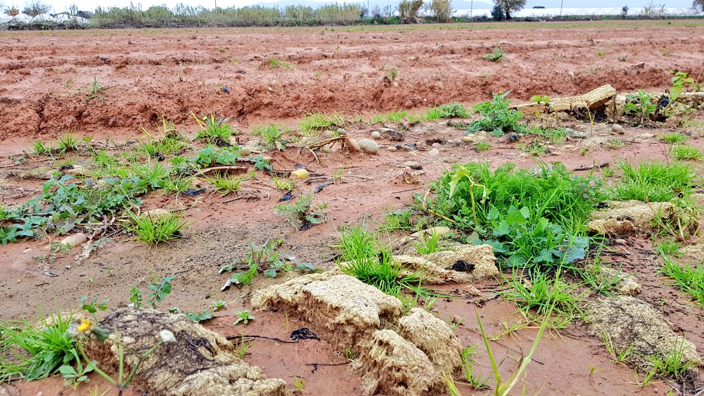 irtcs's tweet photo. End of life use. #Stonewool after a greenhouse vegetable crop is incorporated as soil improver for open field potato crop @ROCKWOOLInt @Grodan @TolgaYakupCosku @E_Drimtzias @XENIAPITA https://t.co/MZsPDBswhc