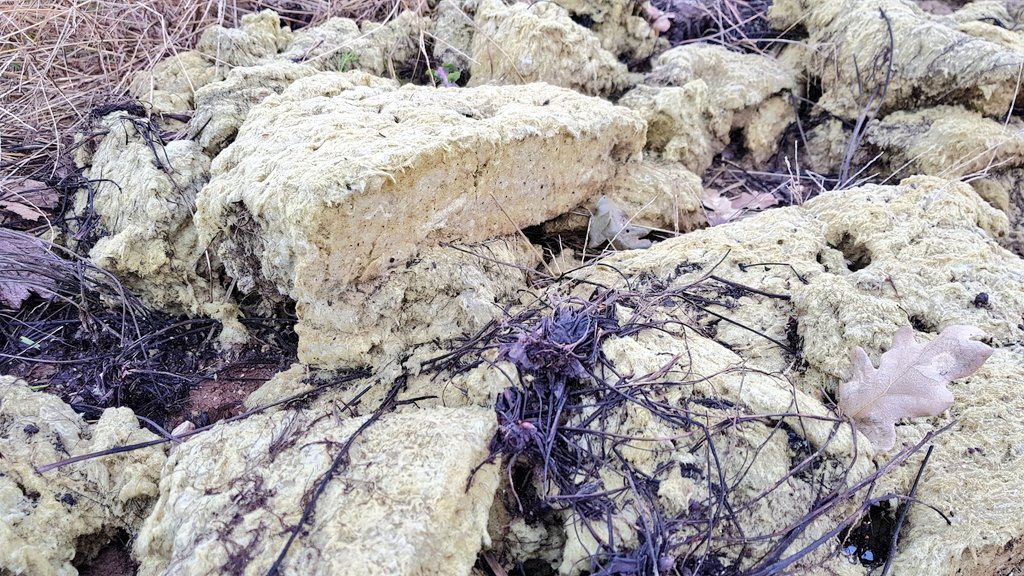 End of life use. #Stonewool after a greenhouse vegetable crop is incorporated as soil improver for open field potato crop @ROCKWOOLInt <a href="/Grodan/">Grodan</a> <a href="/TolgaYakupCosku/">Yakup Tolga Coskun</a> <a href="/E_Drimtzias/">Evagelos Drimtzias</a> <a href="/XENIAPITA/">PITA XENIA</a>