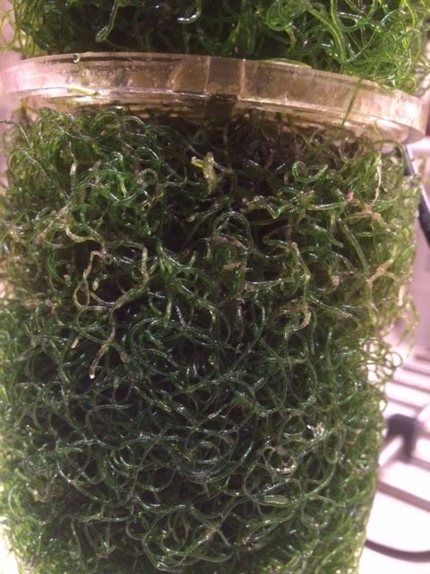 TropicalMarine's tweet photo. REEF BIO-Gro - Algae Reactors Available Very Soon!
#TMC #TropicalMarineCentre #TMCLookForTheLabel #REEFBIO #Algae #Reactors #Chaeto #Phosphate #Nitrate #Nutrients #Waterquality #Newproduct #REEF https://t.co/kMlU47GOmW