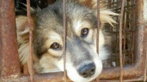 BobbiFotsch's tweet photo. IMPORTANT - U.S. Rep Mike Conaway is BLOCKING a bill that will make it illegal for people to kill and EAT #dogs and #cats in the #UnitedStates. Time is running out. Contact Conway (@ConawayTX11)
(202) 225-3605 and ask him to cosponsor/pass #HR1406.
https://t.co/9ywHBuMHqL https://t.co/JbSqXq1z9u