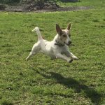 NWDogRescue's tweet image. 🐾LITTLE MISS P🐾 needs a furever home for 2018 
Will you RT to help find it please?
Enquiries via website findingfureverhomes.org.uk/dogs/little-mi…